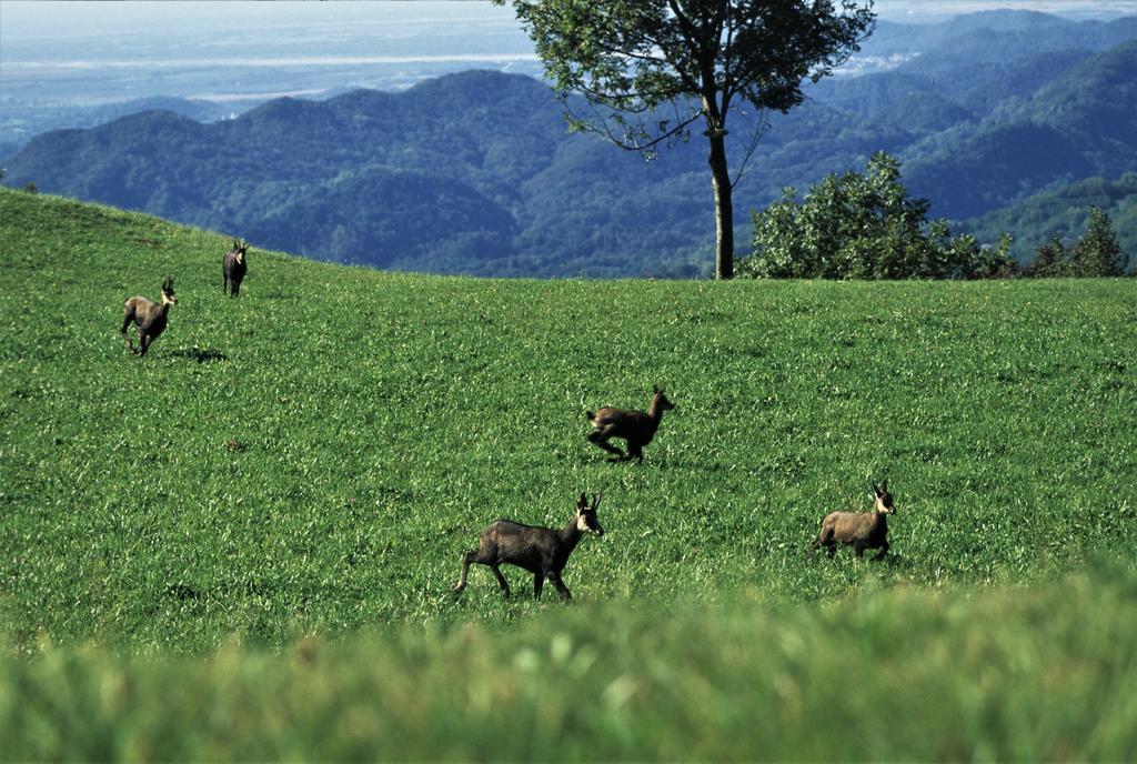 Baita Tana Da L'Ors Forgaria nel Friuli المظهر الخارجي الصورة