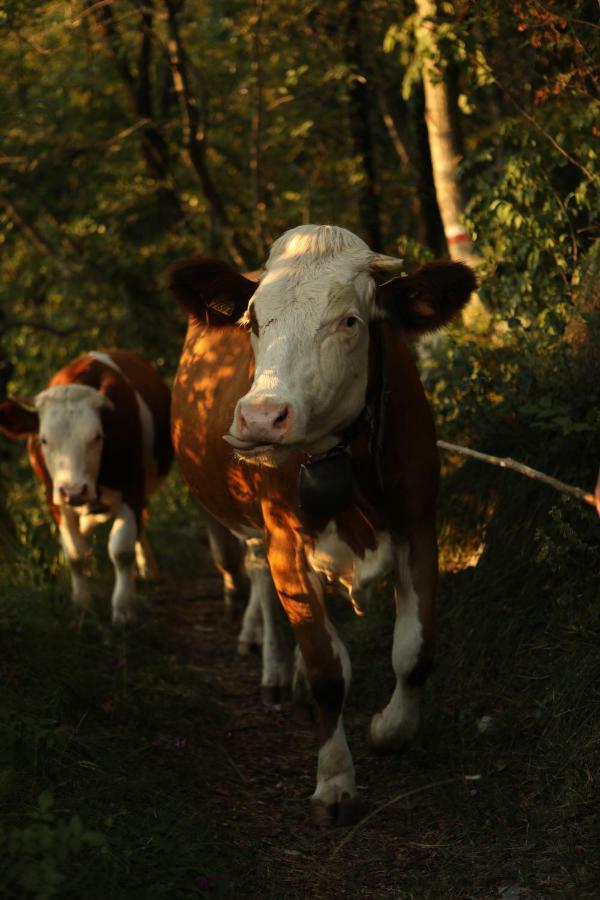 Baita Tana Da L'Ors Forgaria nel Friuli المظهر الخارجي الصورة